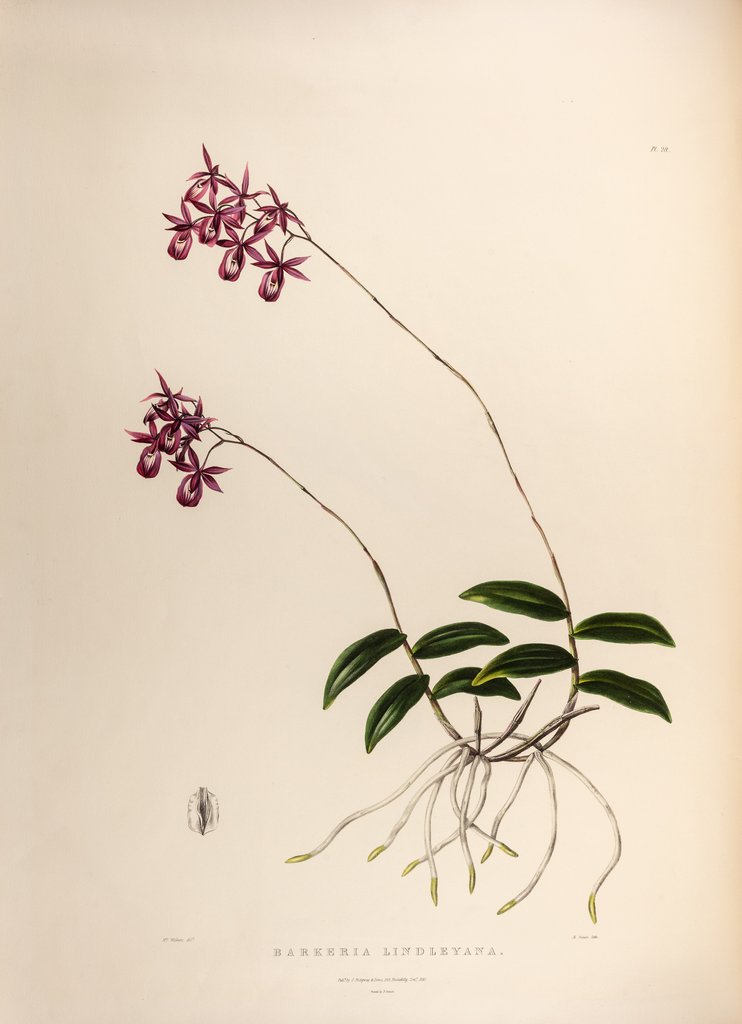 Detail of Barkeria lindleyana by Maxim Gauci after Augusta Innes Withers