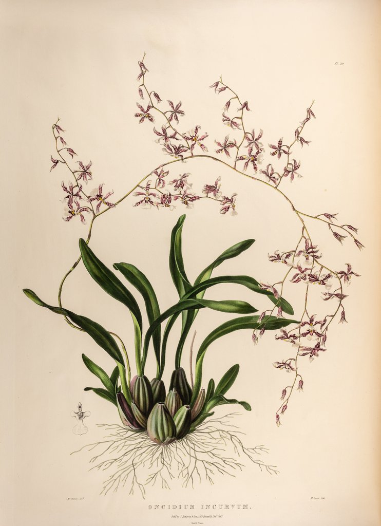 Detail of Oncidium incurvum by Maxim Gauci after Augusta Innes Withers
