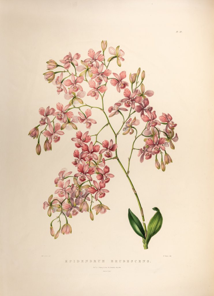 Detail of Epidendrums erubescens by Maxim Gauci after Sarah Anne Drake