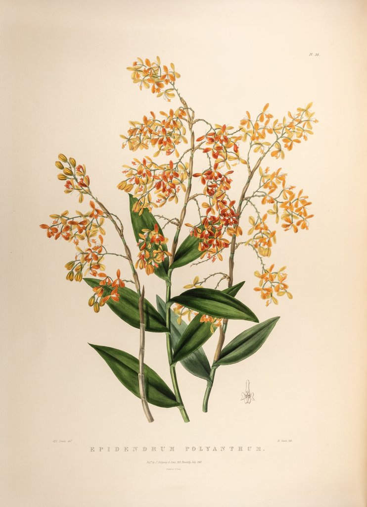 Detail of Epidendrum polyanthum by Maxim Gauci after Sarah Anne Drake