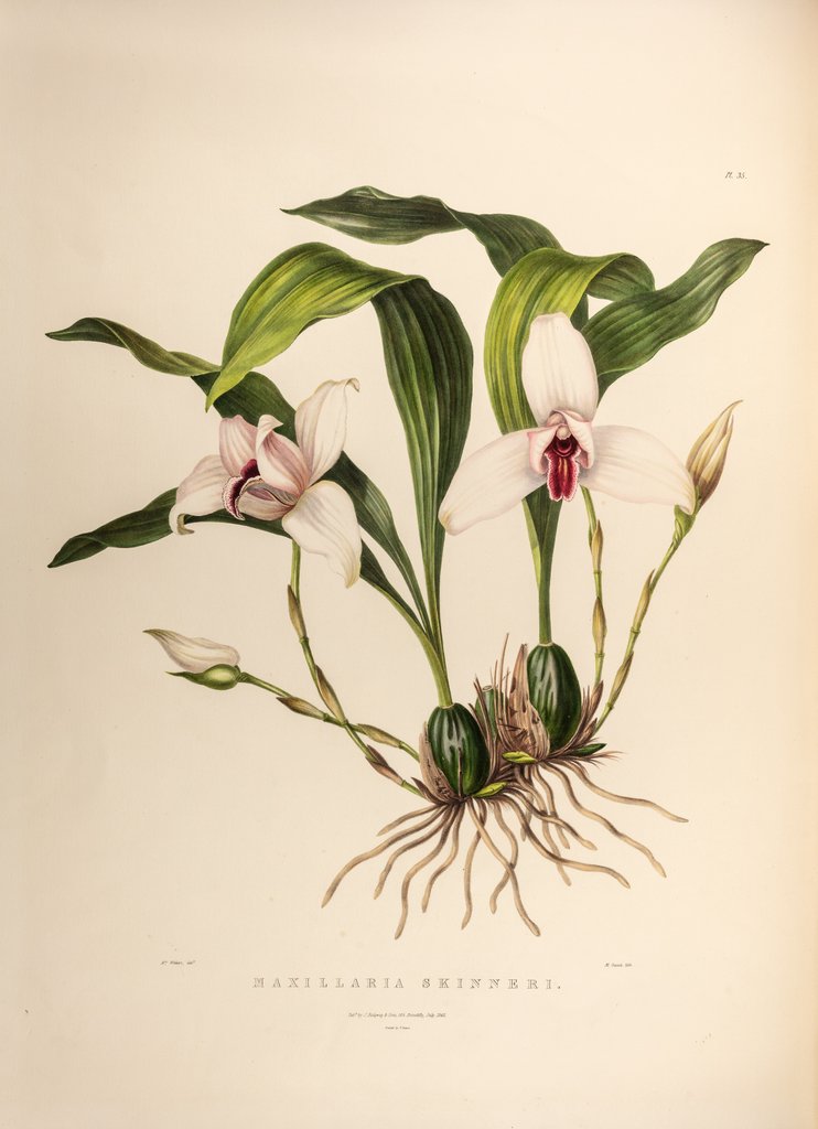 Detail of Maxillaria skinneri by Maxim Gauci after Augusta Innes Withers