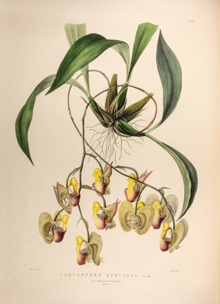 Detail of Coryanthes speciosa var. by Maxim Gauci after Sarah Anne Drake