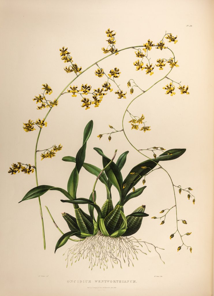Detail of Oncidium wentworthaninum by Maxim Gauci after Augusta Innes Withers