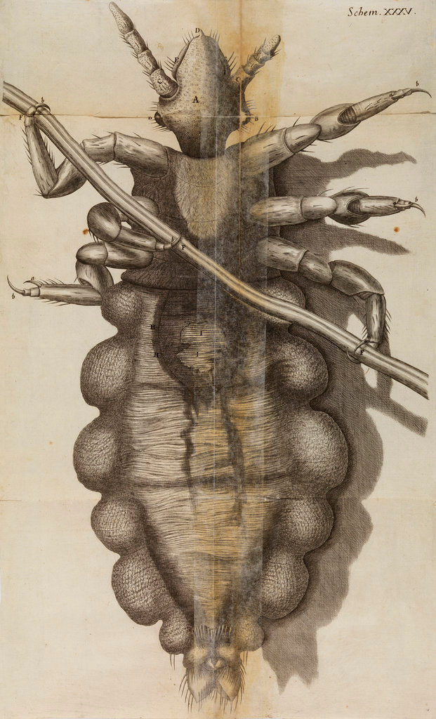 Detail of Microscopic view of a louse by Robert Hooke