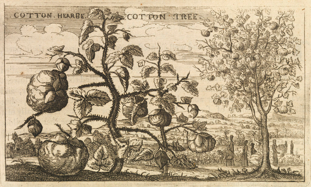 Detail of 'Cotton Tree' by Wenceslaus Hollar