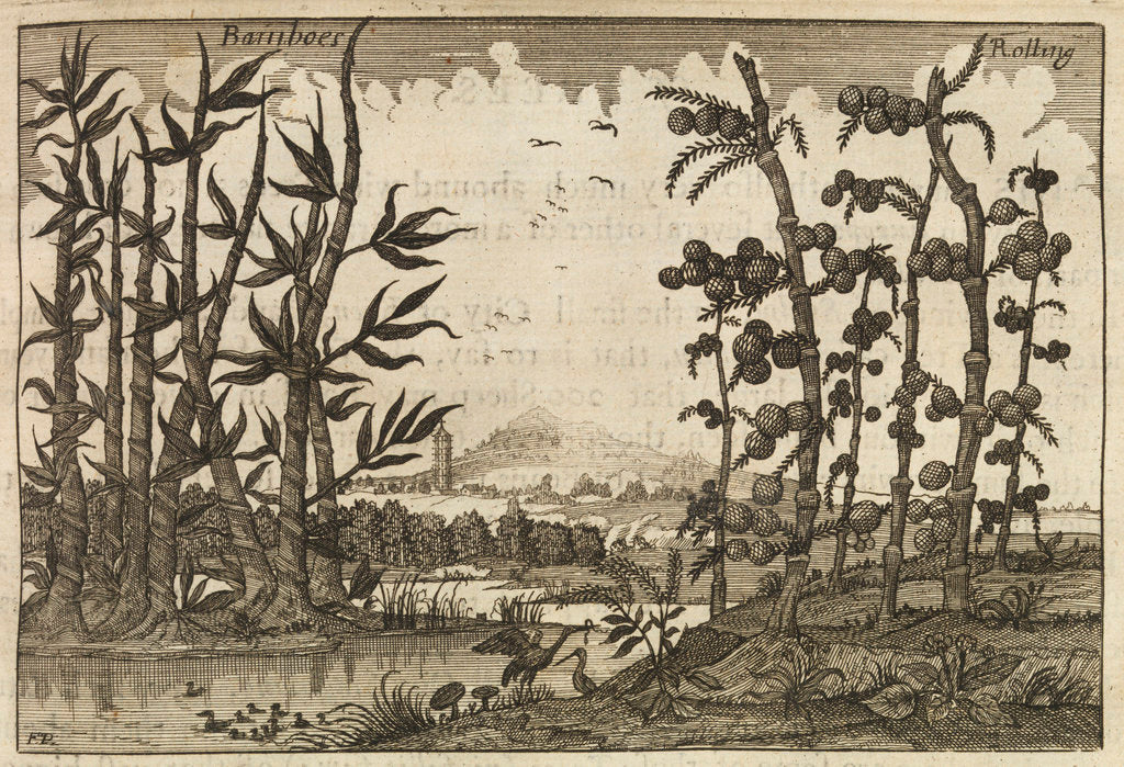 Detail of 'Bamboes' [Bamboo] by Wenceslaus Hollar