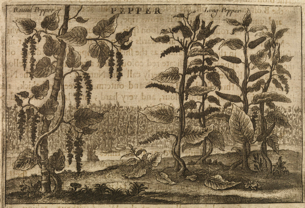 Detail of 'Pepper' by Wenceslaus Hollar