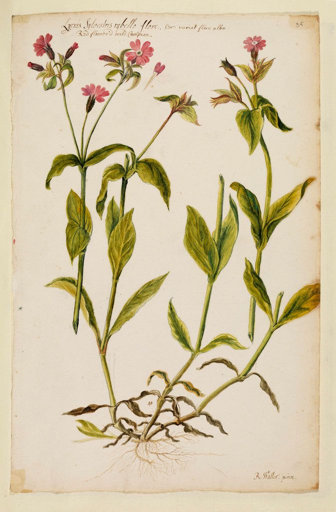 Detail of Red flowered wild campion by Richard Waller