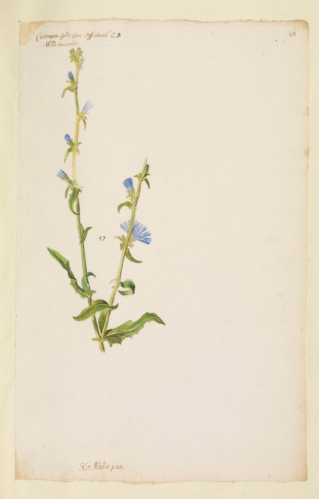 Detail of Wild succorie or chicory by Richard Waller