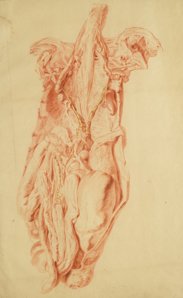 Detail of Anatomical study of the human torso by Jan van Rymsdyk