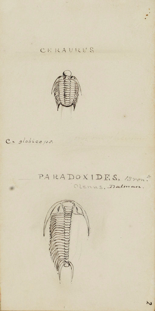 Detail of Ceraures and Paradoxides, genera of trilobite by Henry James