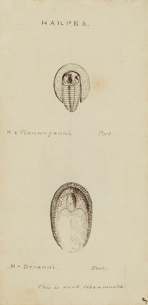 Detail of Harpes, genus of trilobite by Henry James