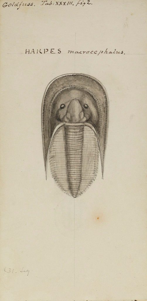Detail of Harpes macrocephalus, species of trilobite by Henry James