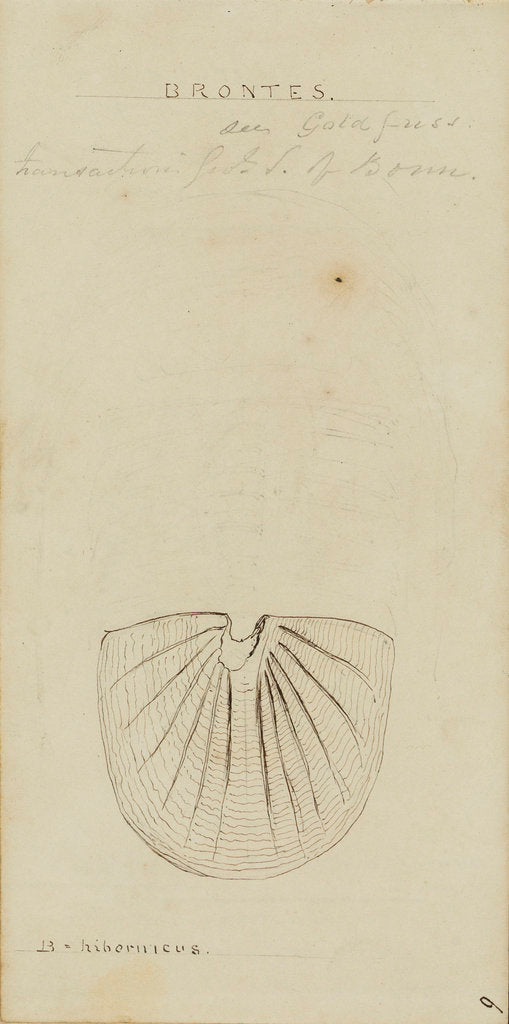 Detail of Brontes, genus of trilobite by Henry James