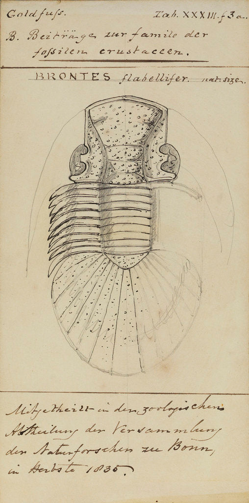 Detail of Brontes flabellifer, species of trilobite by Henry James