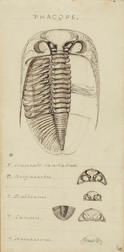 Detail of Phacops, genus of trilobite by Henry James