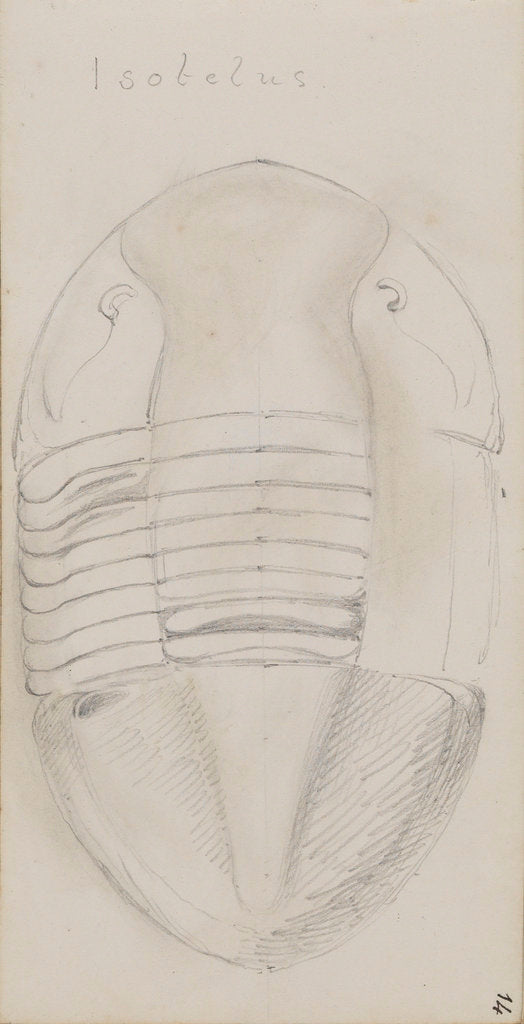 Detail of Isotelus, genus of trilobite by Henry James