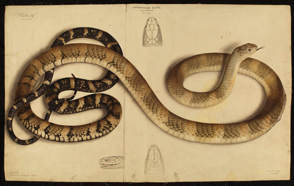 Detail of King cobra by Annada Prasad Bagchi