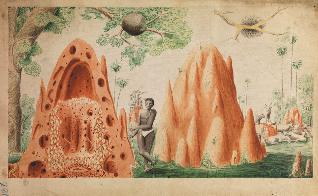 Detail of Landscape with termite hills by Henry Smeathman