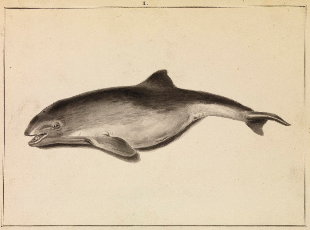Detail of Grampus [False Killer whale?] by William Bell