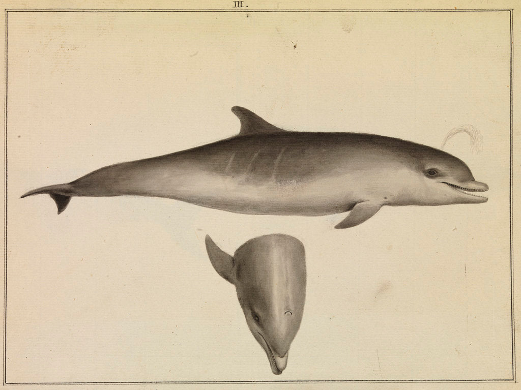 Detail of Bottlenose dolphin by William Bell