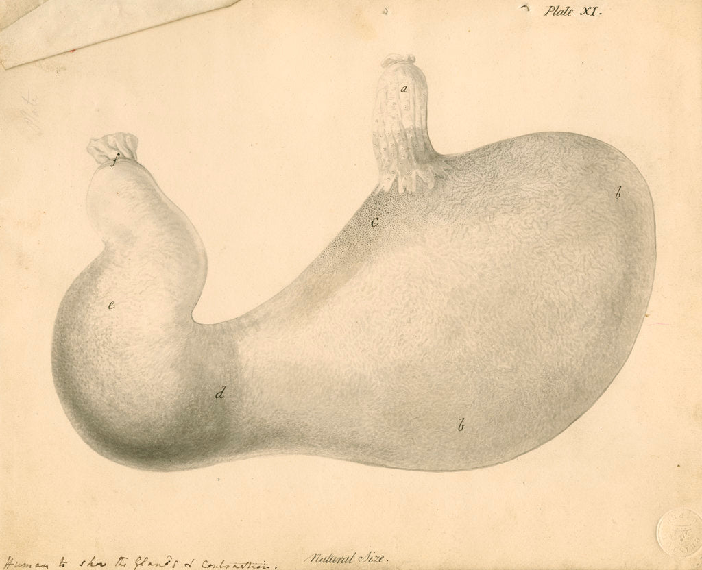 Detail of 'Human [stomach] to show the Glands...' by William Clift