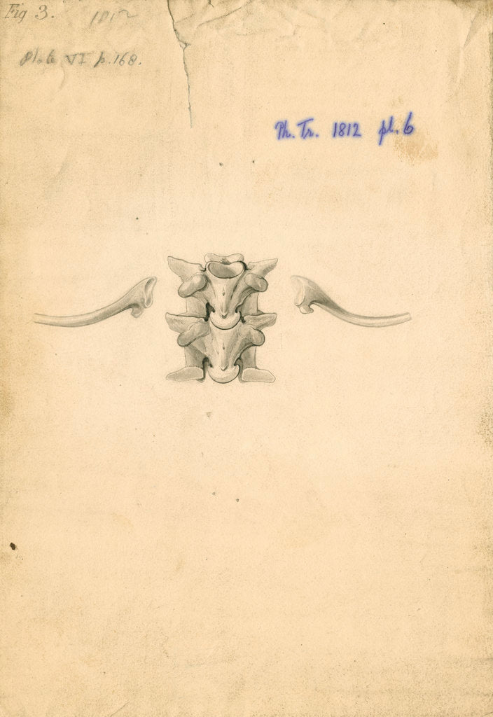 Detail of Vertebrae and ribs of a boa constrictor by William Clift