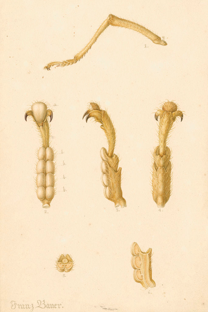 Detail of Abyssinian cricket legs by Franz Andreas Bauer
