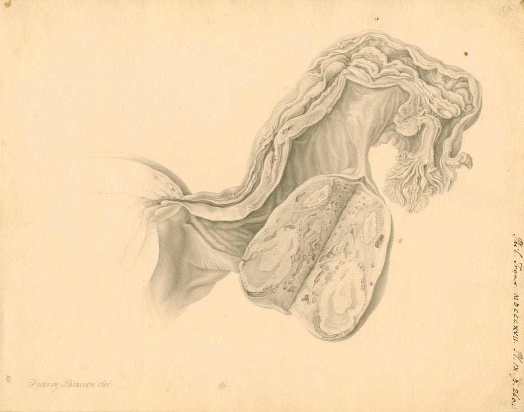 Detail of Human ovary by Franz Andreas Bauer