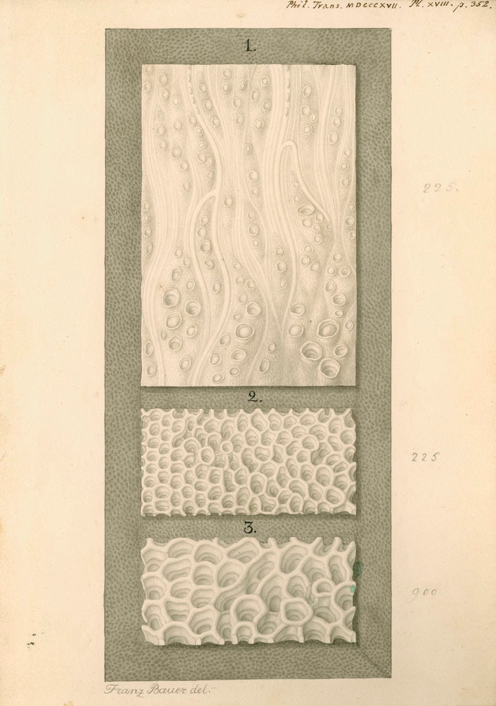 Detail of Interior surfaces of the human oesophagus and stomach by Franz Andreas Bauer