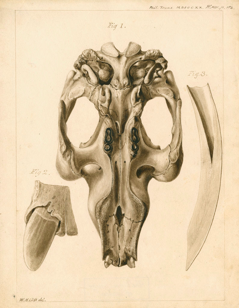 Detail of Dugong skull and tusks by William Home Clift