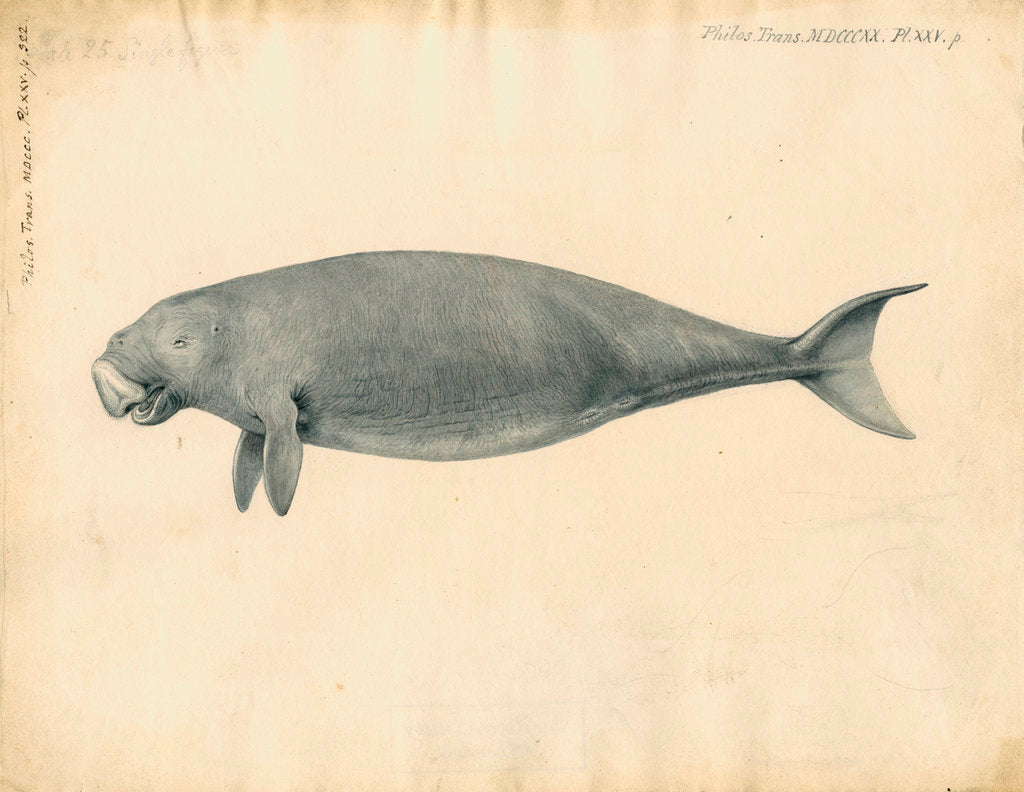 Detail of Sumatra dugong by William Clift