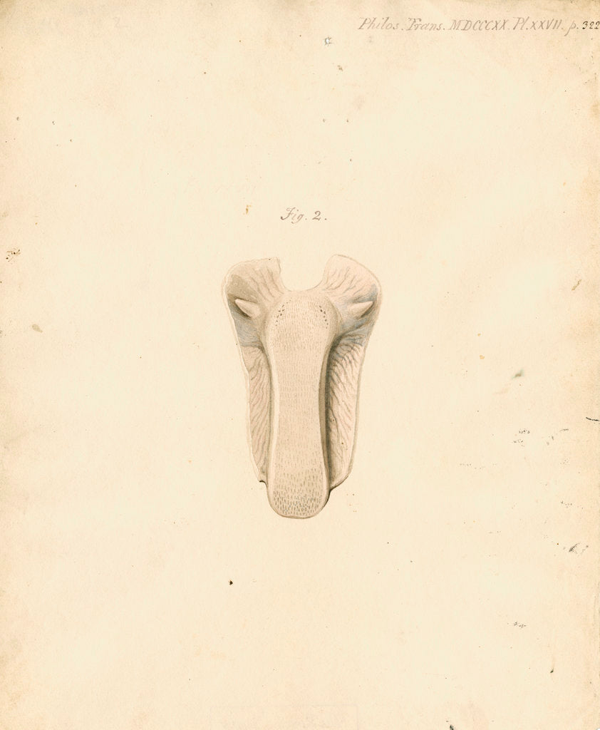 Detail of Dugong tongue by William Clift