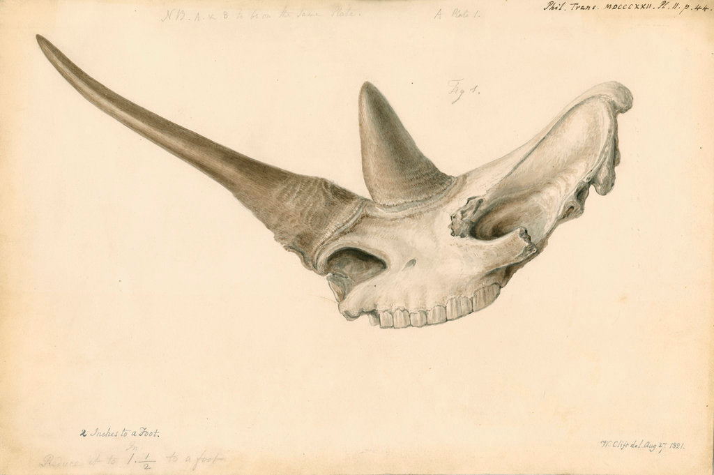 Detail of Rhinoceros skull by William Clift
