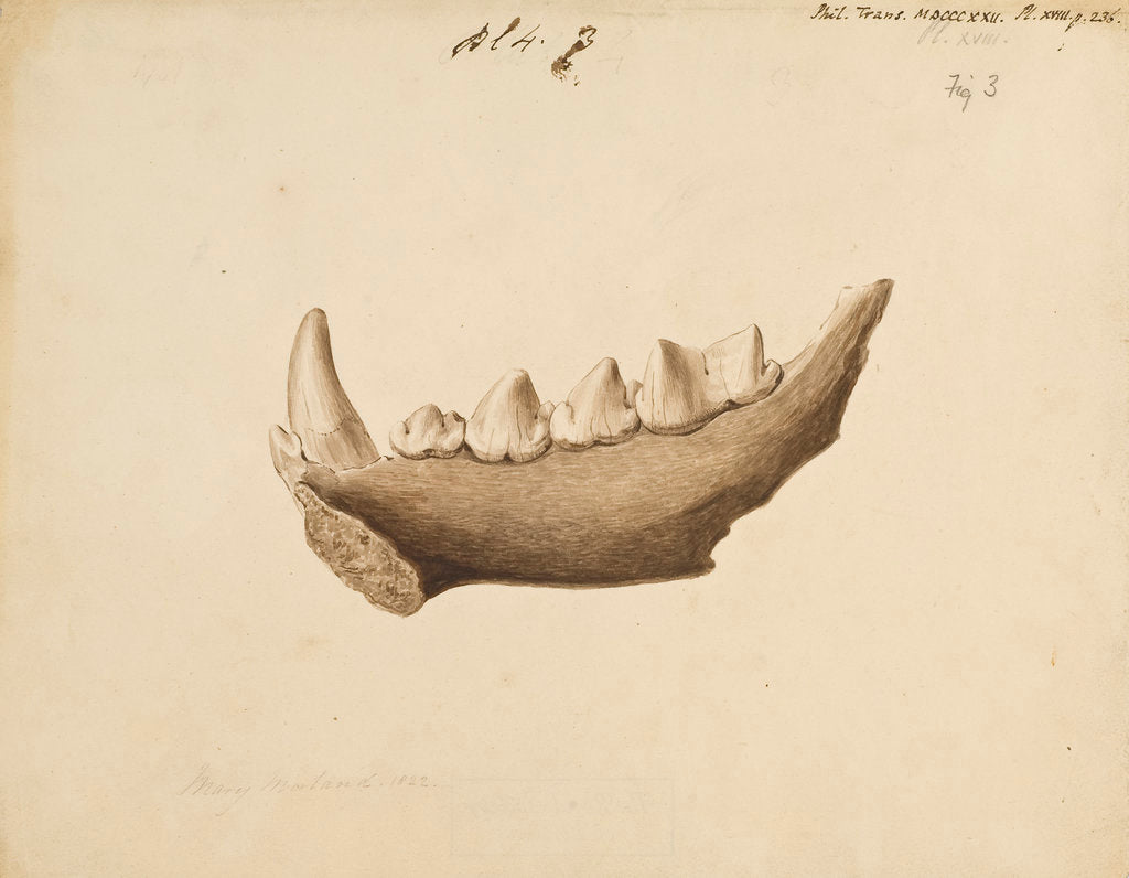 Detail of Hyaena jaw by Mary Morland