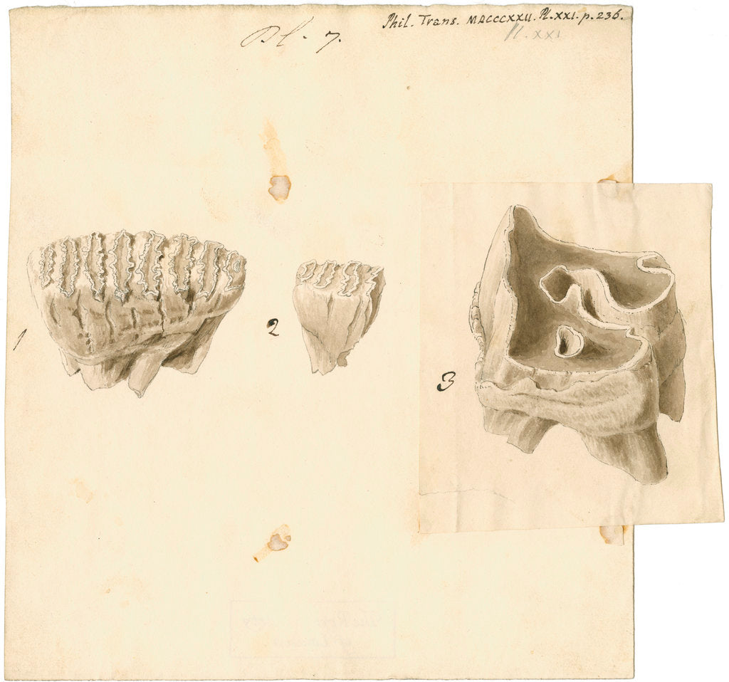 Detail of Fossil teeth of elephant and rhinoceros by Thomas Webster