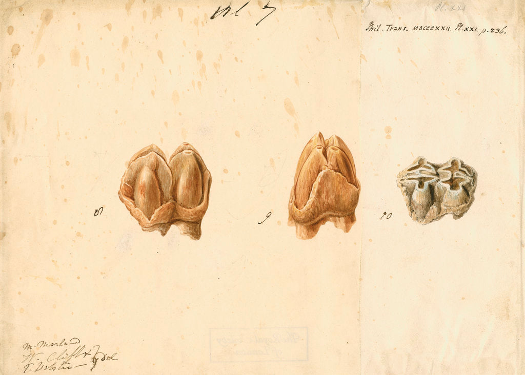 Detail of Fossil teeth of hippopotamus by Thomas Webster