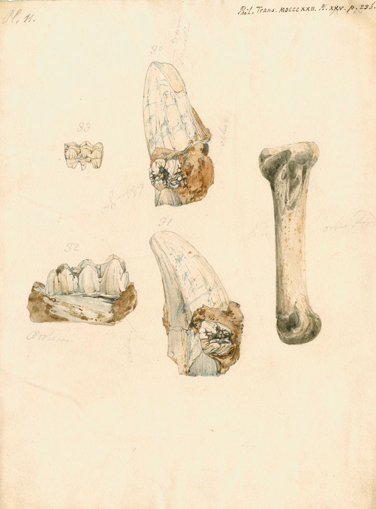 Detail of Fossil teeth and bones of boar by H O'Neil