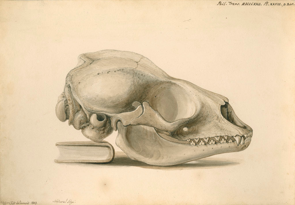 Detail of Orkney seal skull by William Clift