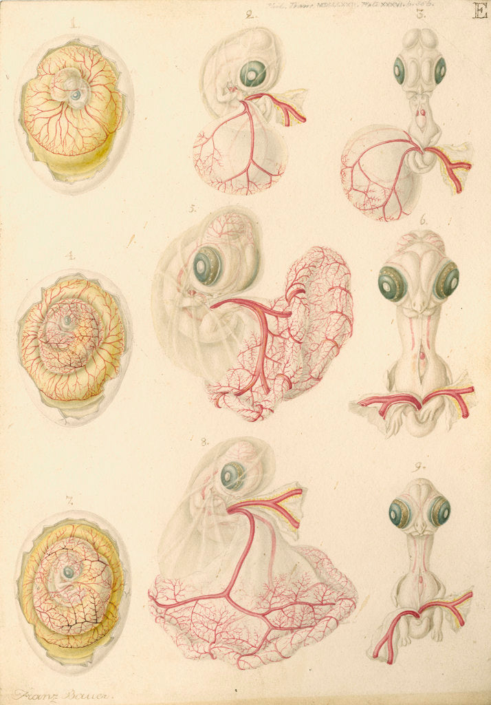 Detail of Embryo development in a hen's egg by Franz Andreas Bauer