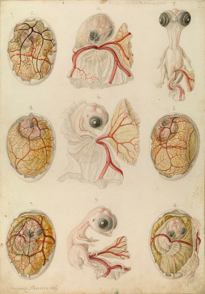 Detail of Embryo development in a hen's egg by Franz Andreas Bauer