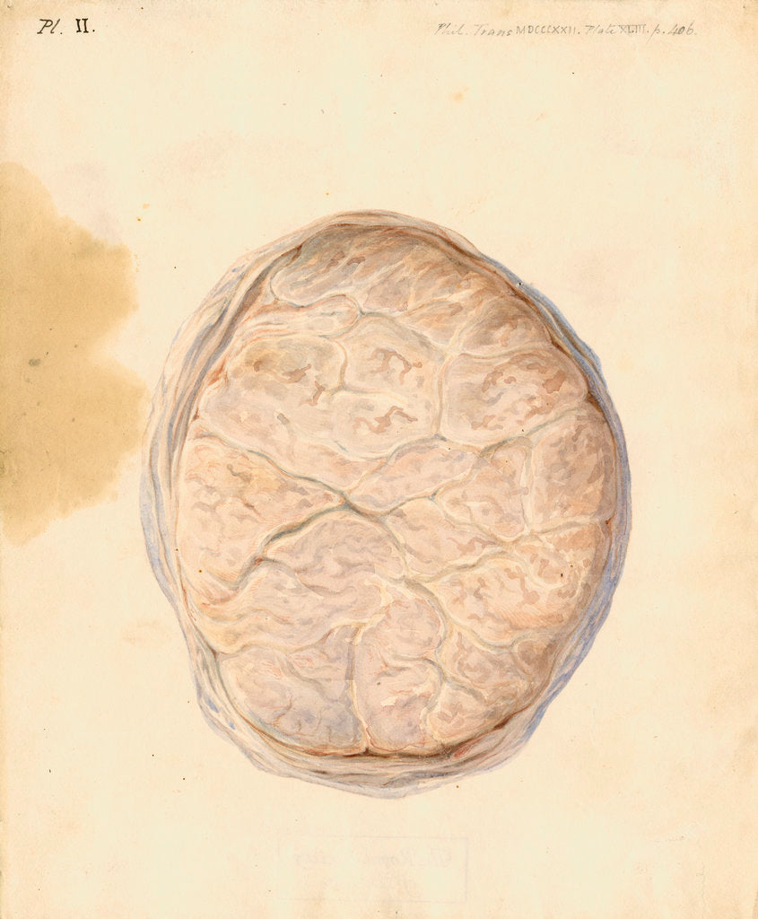 Detail of Human placenta by William Clift