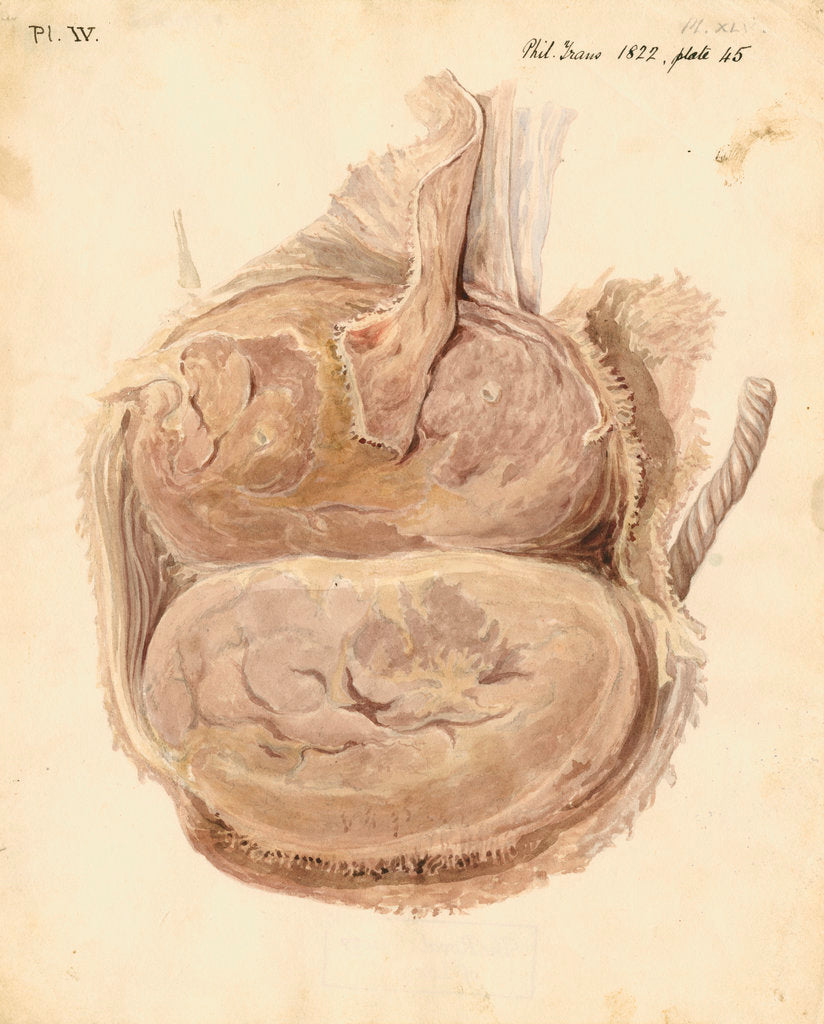 Detail of Monkey placenta by William Clift