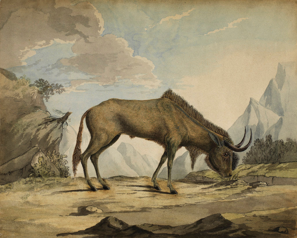 Detail of American bison by Anonymous