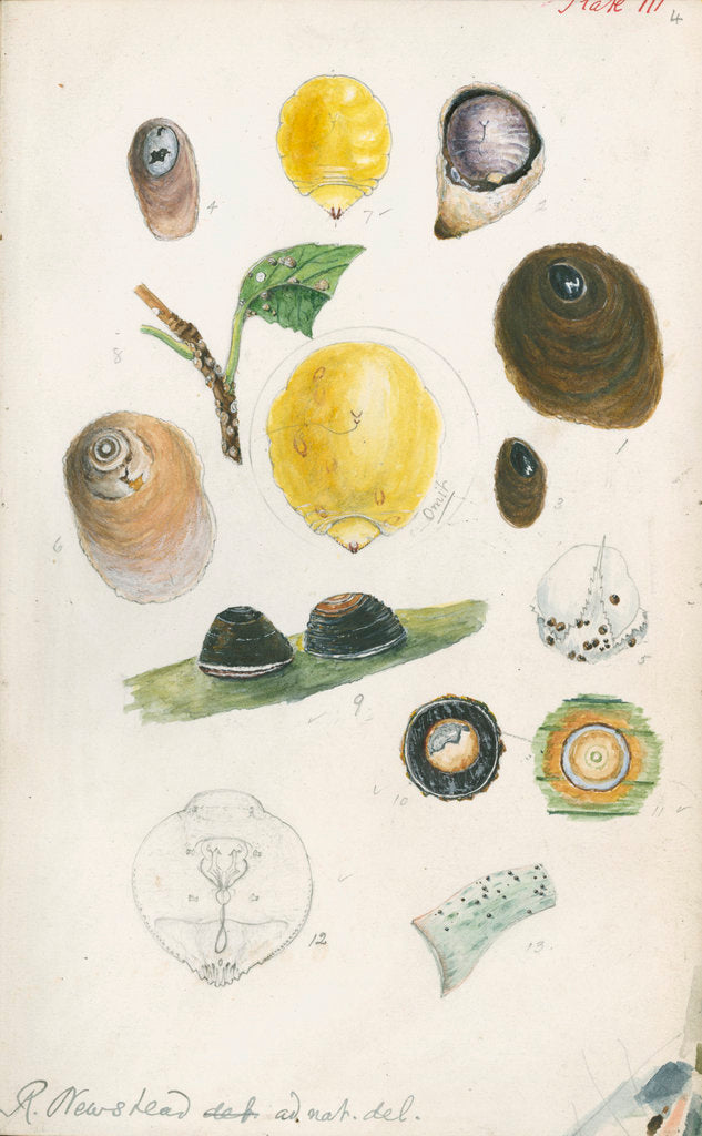 Detail of Aspidiotus bromelliae, Aspidiotus camellae and Aspidiotus personatus by Robert Newstead
