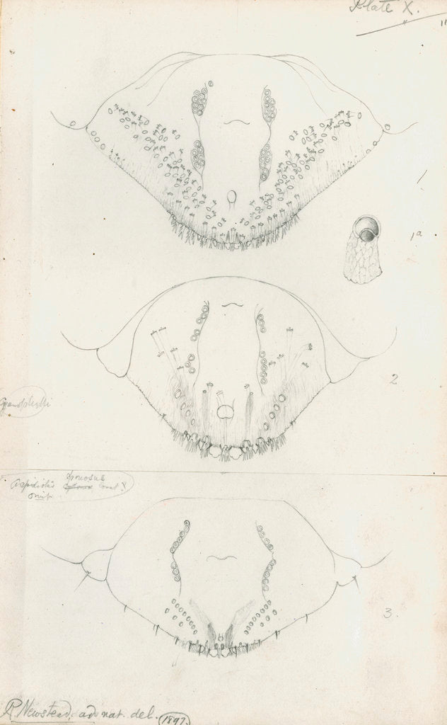 Detail of Posterior body parts of Aspidiotus hederae [Ivy scale], Aspidiotus cyanophyll [Cyanophyllum scale] and Aspidiotus spinosus by Robert Newstead