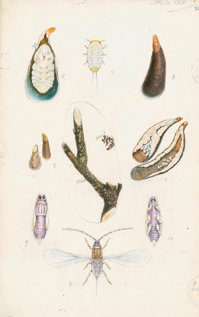 Detail of Mytilaspis pomorum [Mussel scale] by Robert Newstead