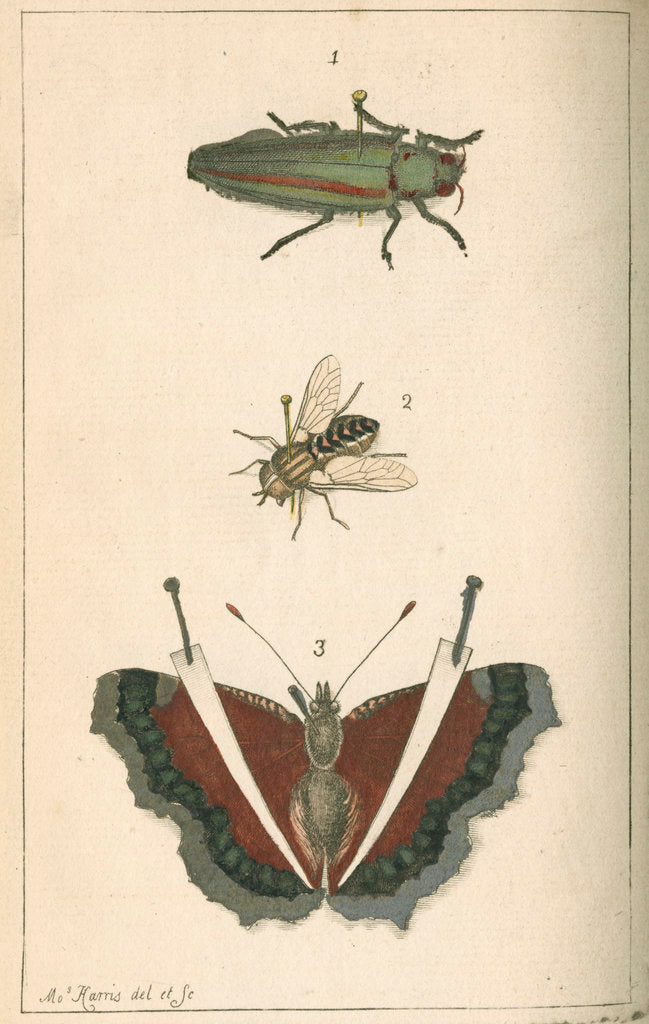 Detail of Specimens of a beetle, insect and butterfly by Moses Harris