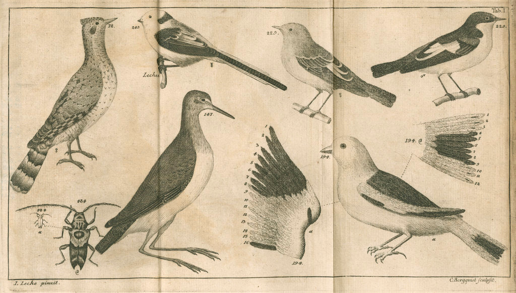 Detail of Birds and a beetle from Linnaeus's 'Swedish Fauna' by C Bergquist