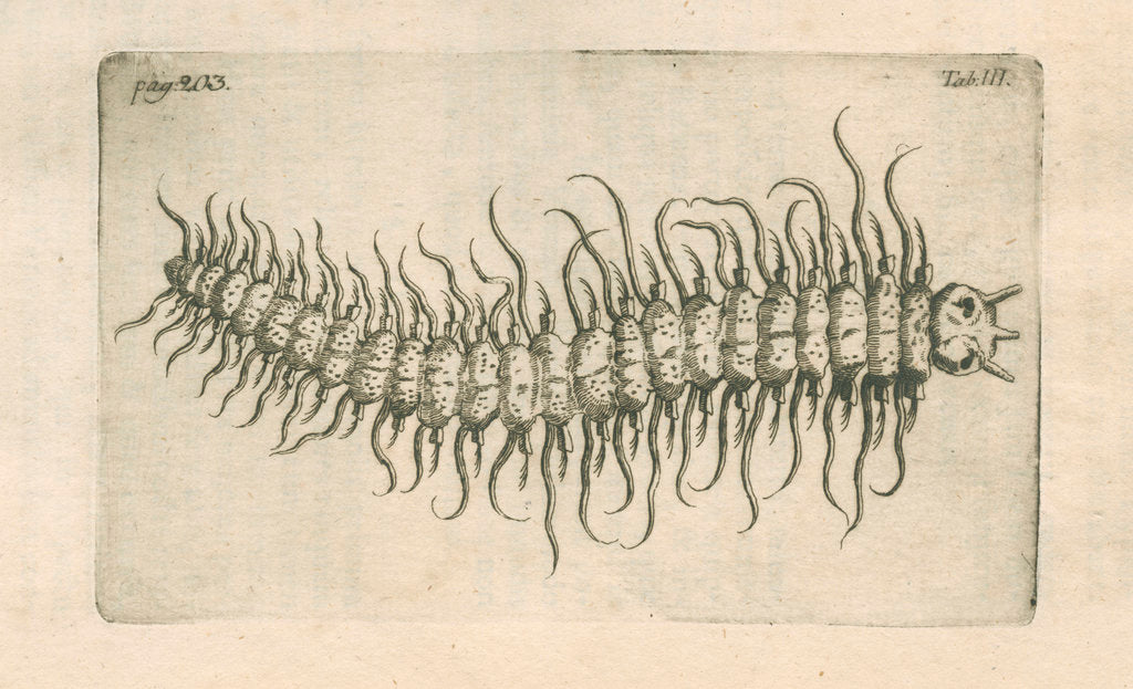 Detail of Marine plankton from Linnaeus's 'Academic delights' by Anonymous